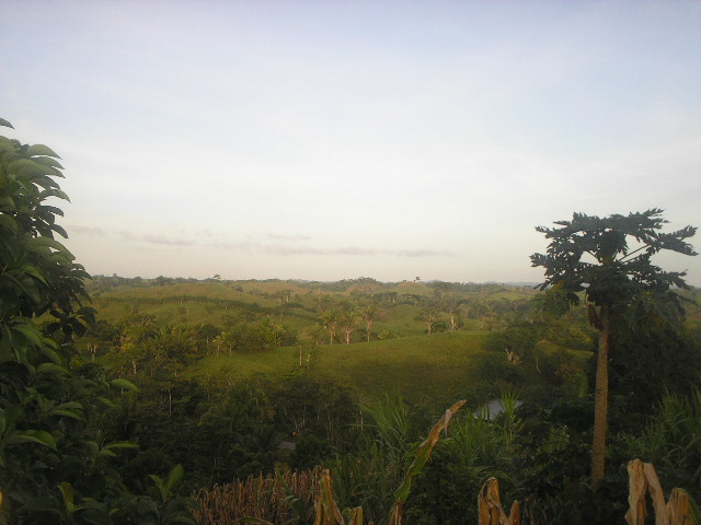 Selva en Petén