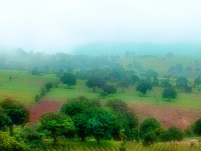 Plantaciones de legumbres en camino hacia Panajachel