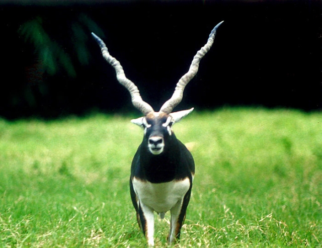 Gacela
