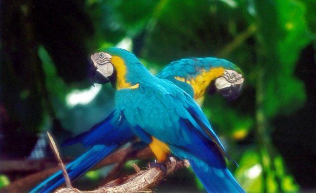 Guacamayas
