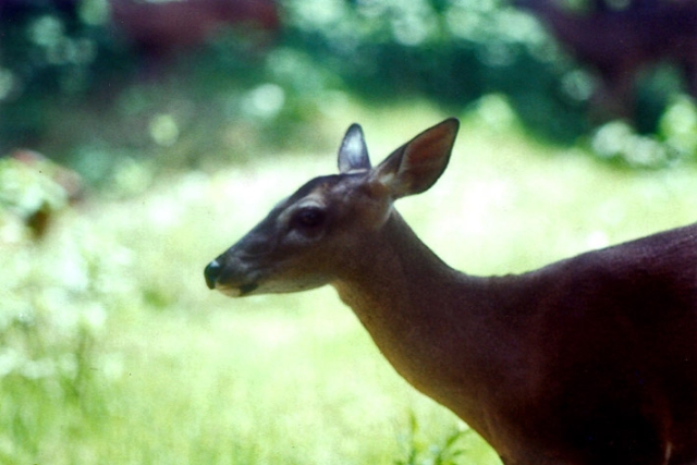 Venado