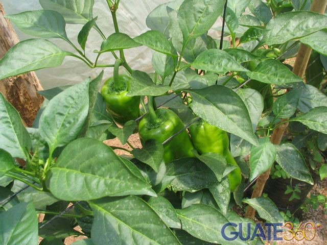 Plantaciones de Chile pimiento