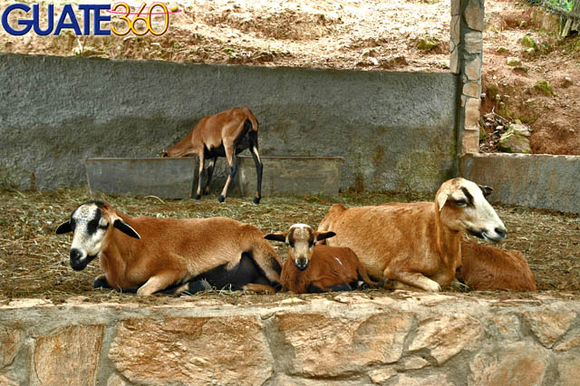 Algunas especies en su hermoso zoológico