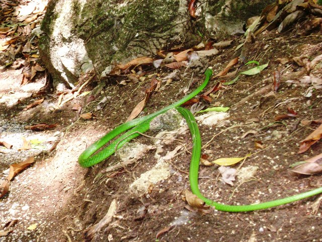 Serpiente en sendero de Semuc Champey