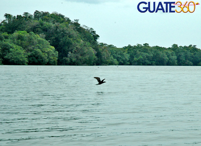 Pato Coche volando sobre el Río Dulce