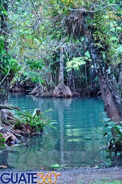 Rica vegetación en el Río Dulce