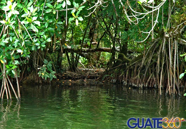 Manglares en la orilla del Río Dulce