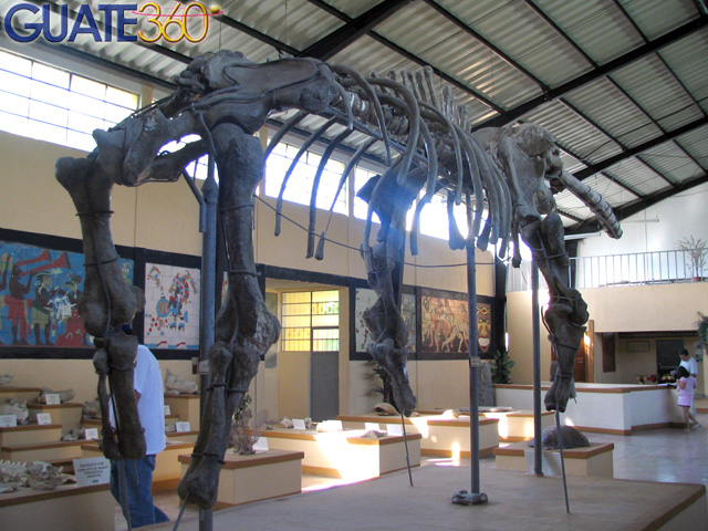 Costillas de mastodonte