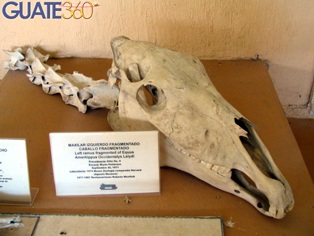 Cabeza de caballo