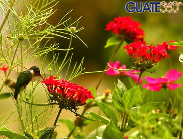 Pequeño colibrí en coloridas flores
