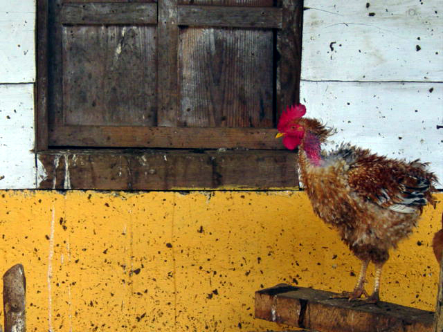 Gallinero