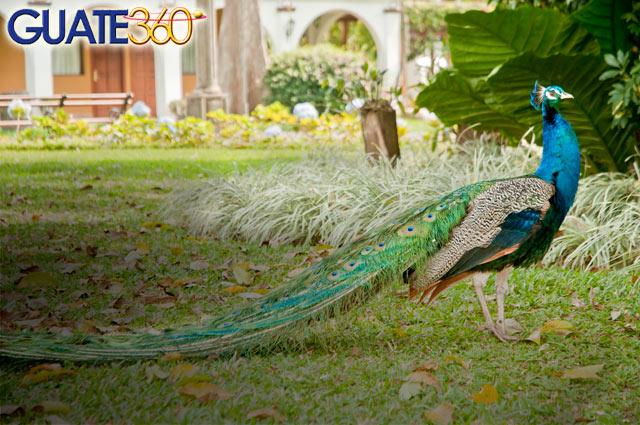 Pavo Real en Hostales San Martín del IRTRA