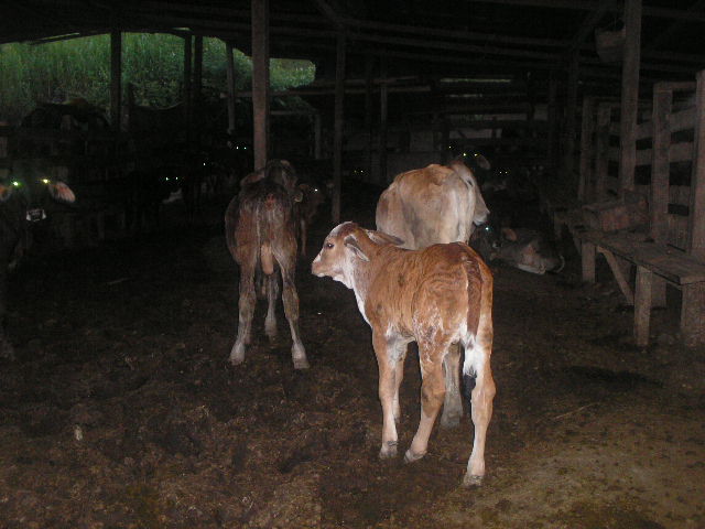 Chivos en Petén, Guatemala