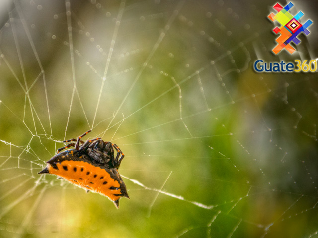 Araña Gasteracantha cancriformis en Guatemala