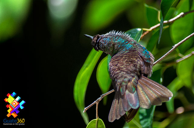 Colibrí asoleándose en La Antigua Guatemala