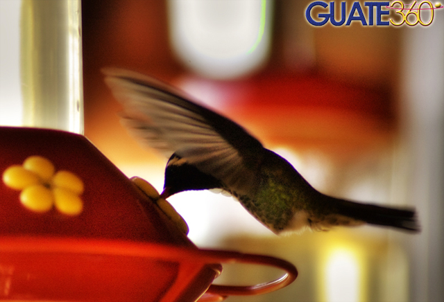 Colibrí bebiendo
