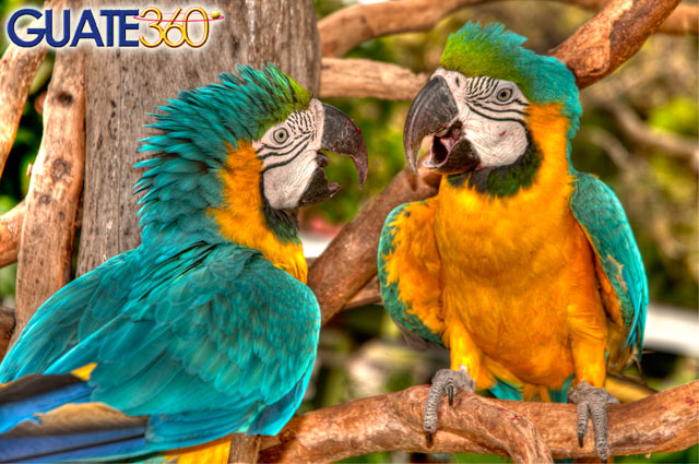 Guacamayas de los Hostales del IRTRA en Retalhuleu