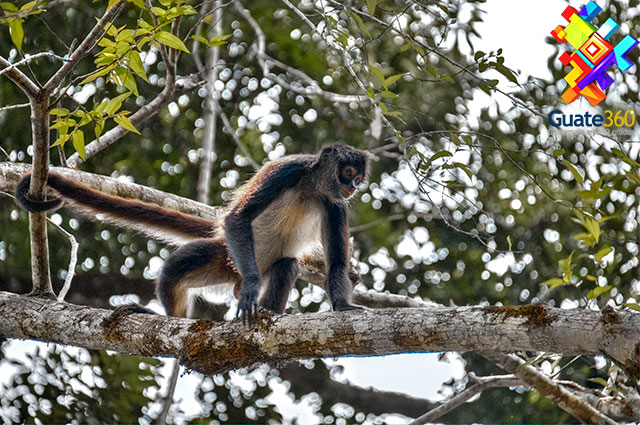 Mono Araña en Tikal, Petén