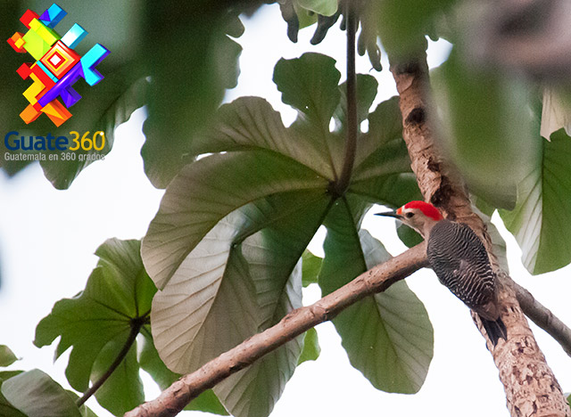 Pájaro Carpintero en Tikal, Petén