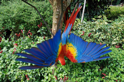 Magnífica guacamaya