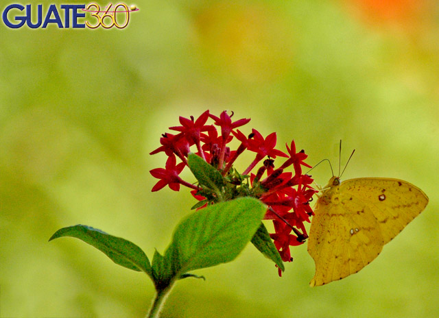 Mariposa en flor