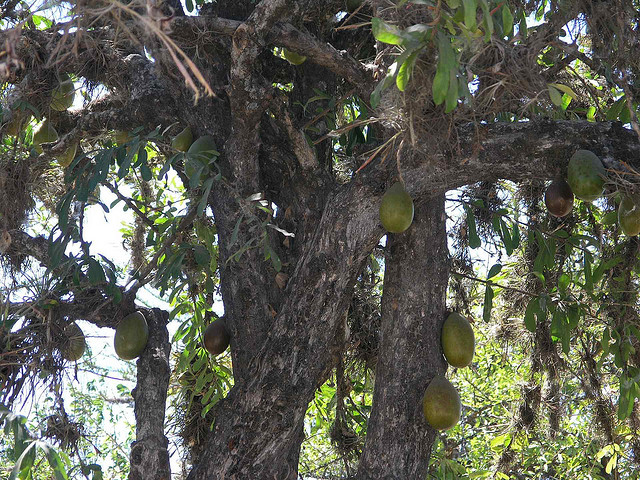 Árbol de Jícaro en Rabinal, Baja Verapaz 