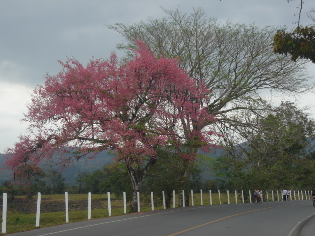 Arbol Rosa en Morales, Izabal