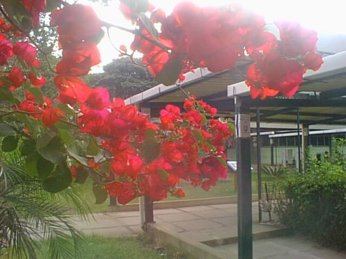 Jardines de la USAC