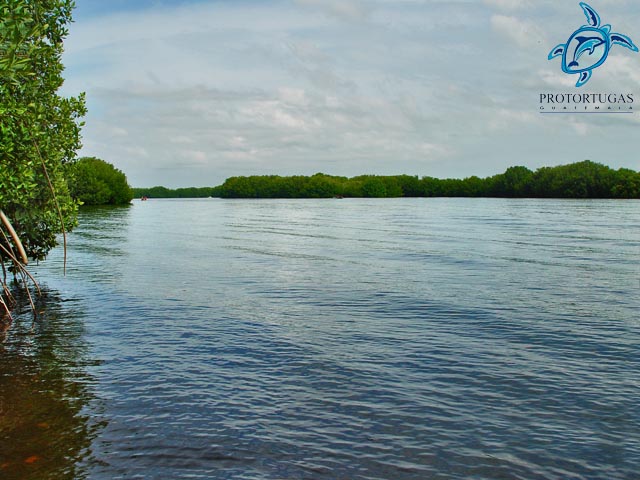Manglares en Escuintla