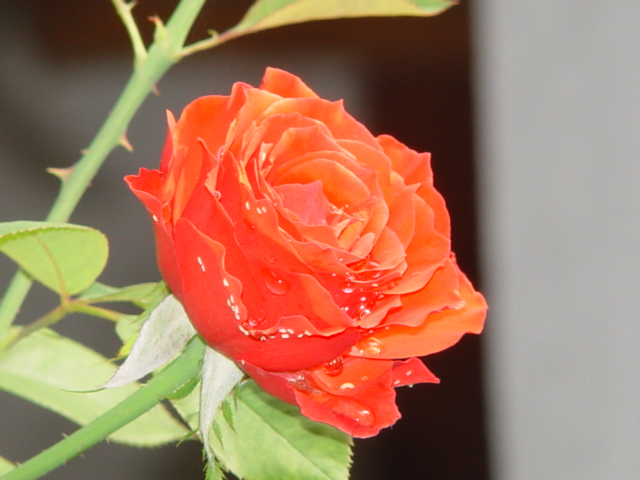 Rosa