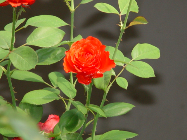 Rosa