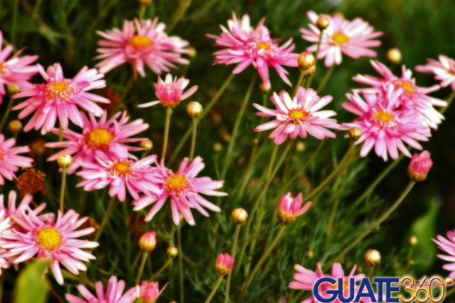 Flores silvestres