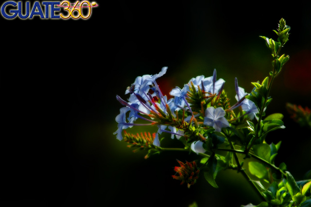 Flores silvestres de la Antigua Guatemala