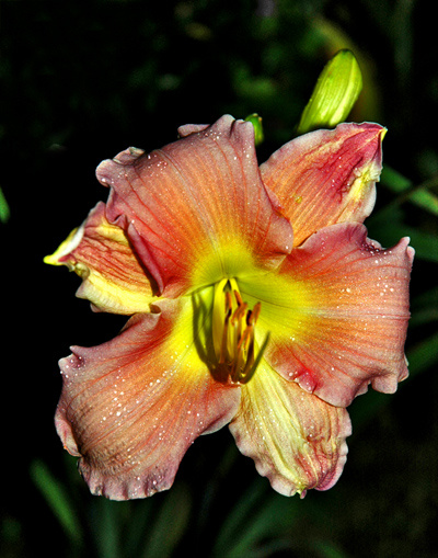 Hermosa flor cobanera