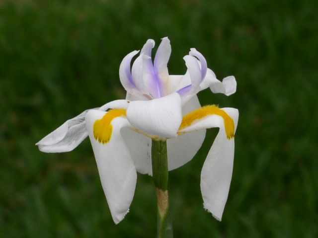 Canosa