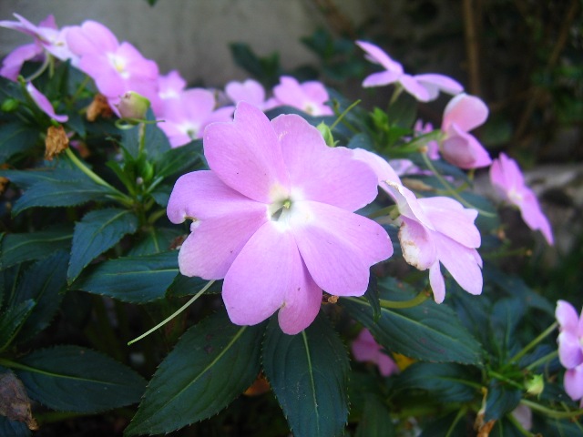 Flores Silvestres...
