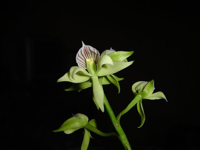 Orquidea