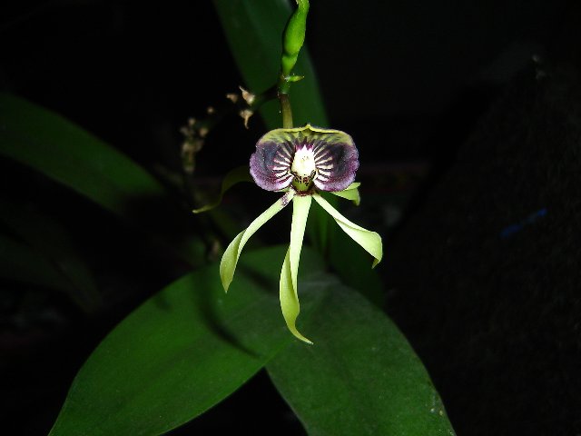 Orquidea
