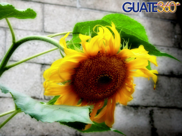Girasol de Guatemala