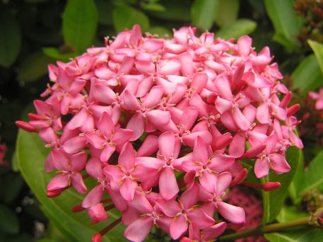 flor