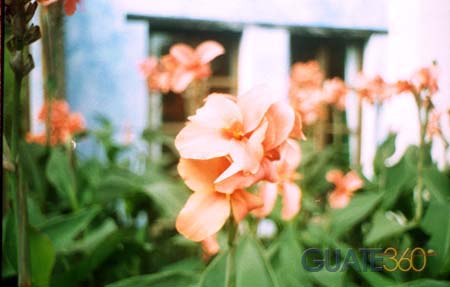 Flores