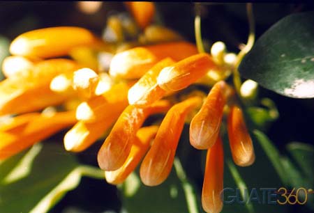 Flores