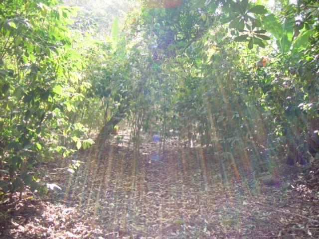 Rayos del Sol