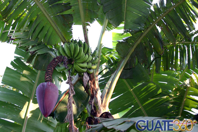 Bananos