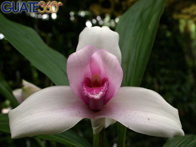 Flor nacional, Monja Blanca
