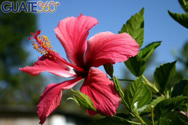 Flor roja