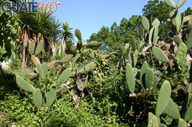 Nopales