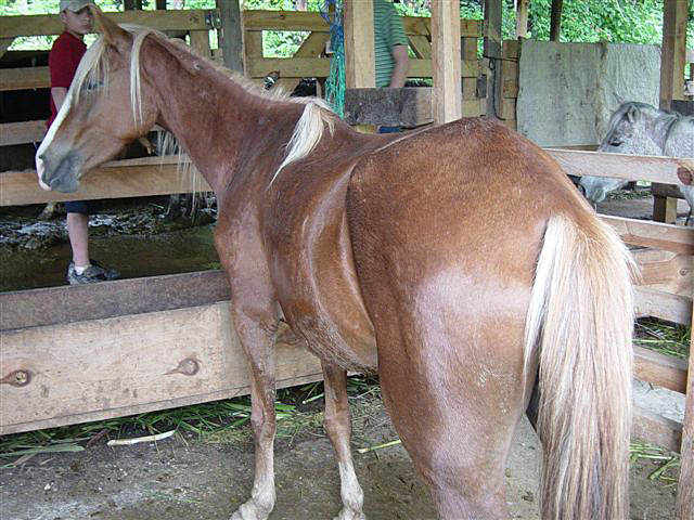 Hermosa Yegua