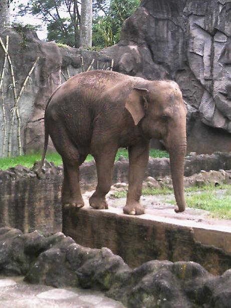La Mocosita en el Zoologico La Aurora