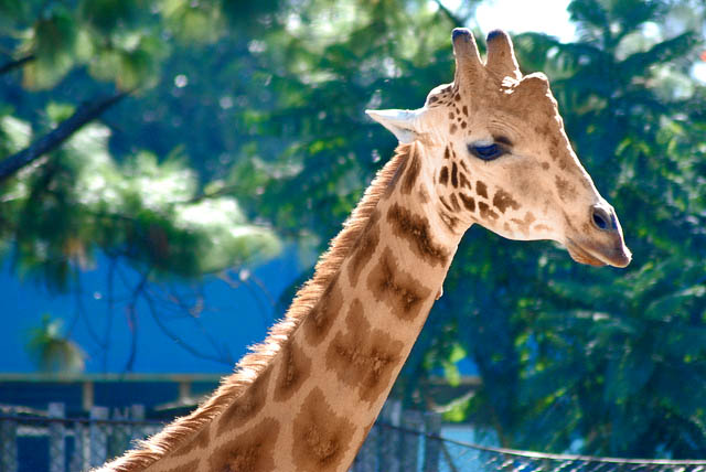 Con su cuello largo, una Jirafa en el Zoológico La Aurora